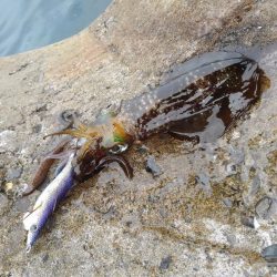 台風前にエギング